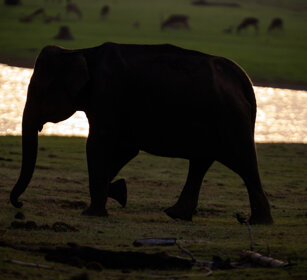 Elefante asiatico (Elephas maximus) Asian Elephant fiume Kabini, Kabini river, Nagarhole NP, Karnataka