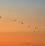Fenicotteri rosa (Phoenicopterus roseus), Flamingo Camargue, St. Maries de la mer