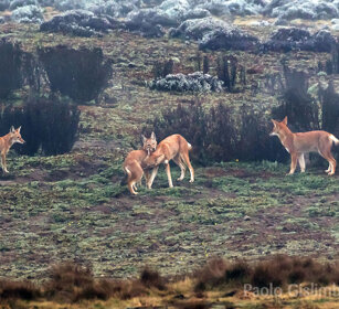 Lupi del Simien (Canis simiensis) Simien Wolves, Sanetti plateau
