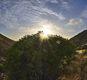 euforbia, euphorbia Fuerteventura