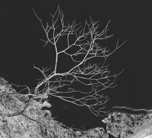 alberello, little tree