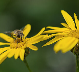 Ape su composita, Wild Bee