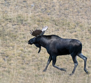 Moose, Banff NP