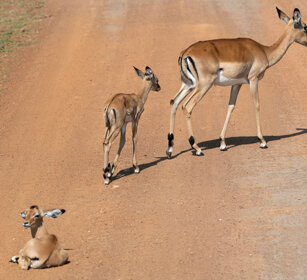 Cobo ugandese Uganda