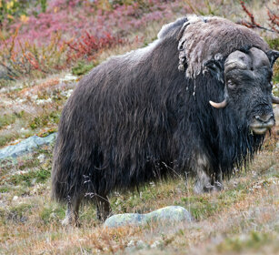 Bue muschiato (Ovibos moschatus), Muskox parco nazionale di Dovrefjell, Dovrefjell NP