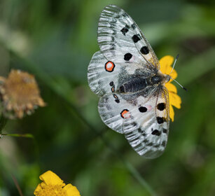 Apollo (Parnassius apollo), Apollo butterfly