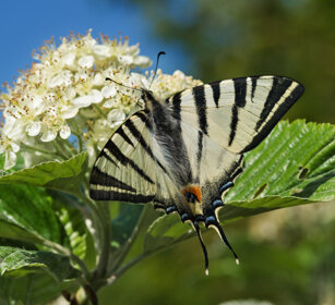 Podalirio (Iphiclides podalirius) Scarce Swallowtail