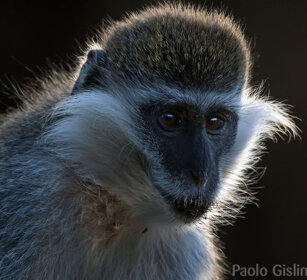 Cercopiteco grigioverde (Chlorocebus aethiops) Grivet monkey, lago Awasa, lake Awasa