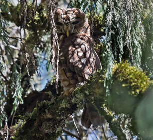 Gufo di Woodford (Strix woodfordii) African Wood Owl, Dinsho forest