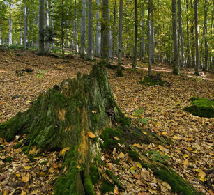 Bosco, wood Bayerischerwald NP