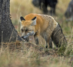 Volpe comune, Red Fox PN di Yellowstone, Yellowstone NP