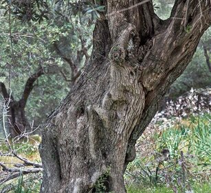 Olivo (Olea europaea) Olive tree
