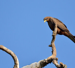 Nibbio beccogiallo (Milvus aegyptius) Yellow-billed Kite, lago Awasa, lake Awasa