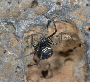 Vedova nera (Latrodectus sp.), Black Widow Fuerteventura