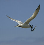 Sterna, Tern Camargue, St. Maries de la mer