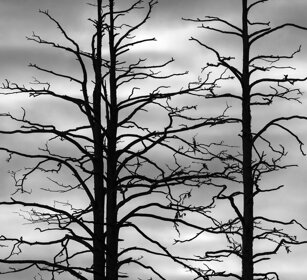 silhouette Finlandia, Finland