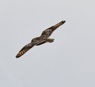 Gufo di palude, Short-eared Owl Norvegia, Norway, Varanger Gufo di palude, Short-eared Owl Norvegia, Norway, Varanger