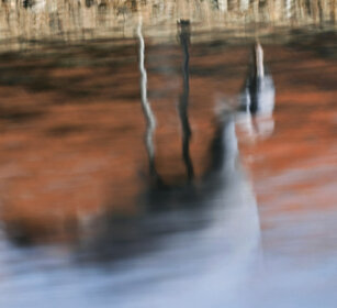 riflesso di Gru, Crane reflected in the water