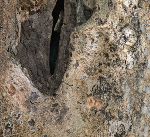 nido di Bucero guanceargentate (Bycanistes brevis) nest of Sylvery-cheeked Hornbill, lago Awasa, lake Awasa