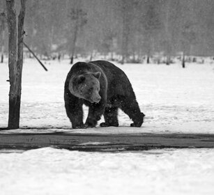 Orso bruno, Brown Bear Finlandia, Finland