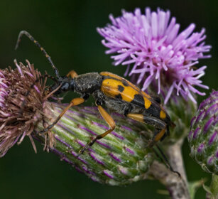 Strangalia maculata, Harlequin Longhorn