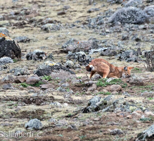 Lupo del Simien (Canis simiensis), Simien Wolf caccia, hunting, Sanetti plateau
