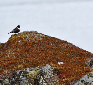 Merlo dal collare, Ring Ouzel Norvegia, Norway, Varanger