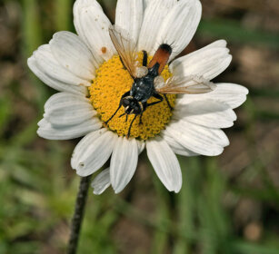 dittero Cylindromyia, dipteron
