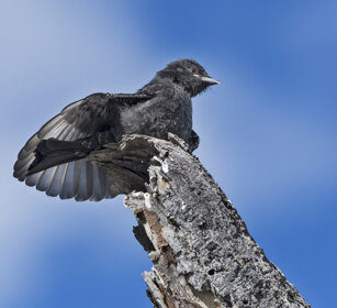 Drongo codaforcuta juv. (Dicrurus adsimilis) Fork-tailed Drongo