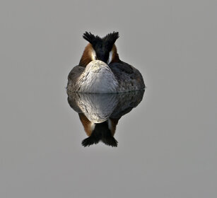 Svasso maggiore (Podiceps cristatus) Great Crested Grebe, Viverone lake