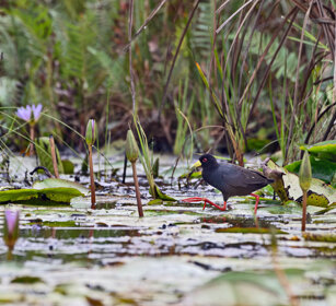 Gallinella nera Uganda