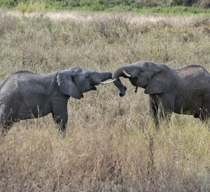 Elefanti africani (Loxodonta africana) African elephants, Serengeti NP