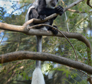 piccolo di Guereza bianco nero (Colobus guereza) juvenile Abyssinian black-and-white Colobus-monkey, lago Awasa, lake Awasa
