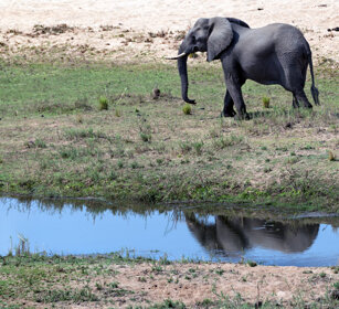 Elefante africano (Loxodonta africana) African elephant, Kruger NP