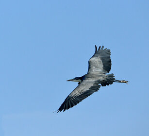 Airone testanera, Ardea melanocephala Black-headed Heron, lago Zway, lake Zway