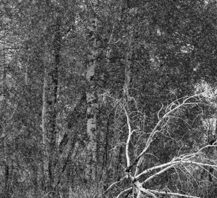 alberi, trees. Yellowstone