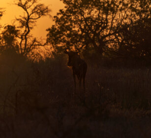 Gnu (Connochaetes taurinus) PN Kruger, Kruger NP