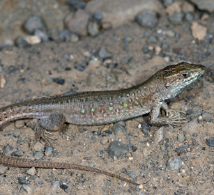Lucertola atlantica (Gallotia atlantica) Atlantic Lizard, Fuerteventura