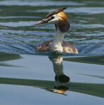 Svasso maggiore (Podiceps cristatus) Great Crested Grebe, Avigliana lake