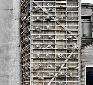Gabbiani, Kittiwakes Norvegia, Norway, Varanger Gabbiani, Kittiwakes Norvegia, Norway, Varanger
