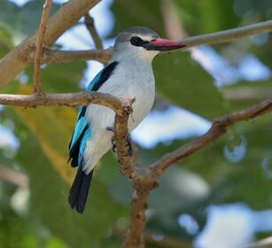Martin pescatore di bosco (Halcyon senegalensis) Woodland Kingfisher, lago Awasa, lake Awasa