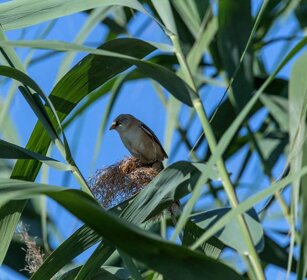 Basettino (Panurus biarmicus) Bearded Tit Basettino (Panurus biarmicus) Bearded Tit