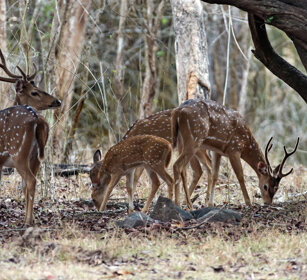 Cervi pomellati (Axis axis), Chitals Nagarhole NP, Karnataka