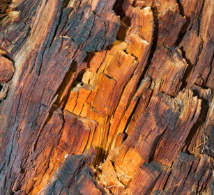 tronco di Larice, larch's trunk