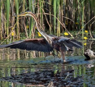 Airone rosso (Ardea purpurea) Purple Heron Airone rosso (Ardea purpurea) Purple Heron