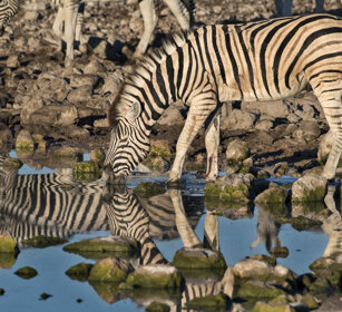 Zebre di Burchell (Equus quagga burchellii) Burchell's Zebras, Etosha NP