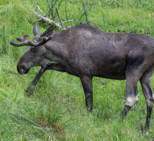 Alce (Alces alces), Elk Bayerischerwald, Germania, Germany