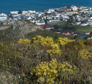 vegetazione rupestre, rock vegetation Hermanus