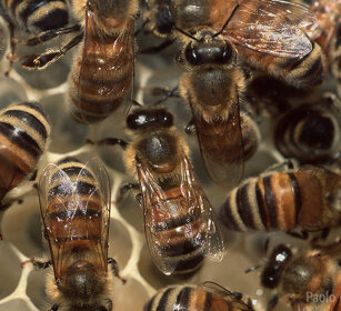 Api mellifere, Bees Frossasco (To), Piemonte