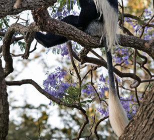 Guereza bianco e nero (Colobus guereza) Abyssinian Black-and-white Colobus monkey, lago Awasa, lake Awasa